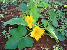 Starr 080815-9759 Cucurbita pepo