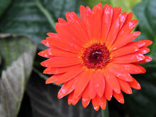 Gerbera Jamesonii - flower view 03