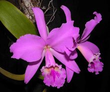 Cattleya labiata flower