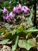 800px-Erythronium japonicum 2006 005