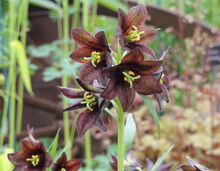 Fritillaria camschatcensis flower