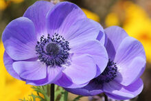 Anemone coronaria flower