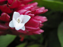 Alpinia purpurata true flower