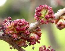 Ulmus davidiana var