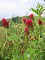 800px-Trifolium incarnatum