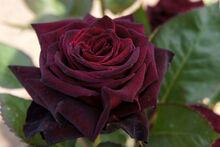 Black baccara flower