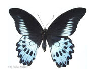 153 Blue Mormon