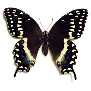 407 Palamedes Swallowtail