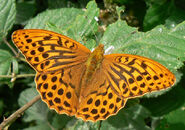 189 Silver-washed Fritillary