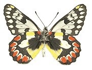 114 Red-spotted Jezebel