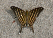 207 Many-banded Daggerwing