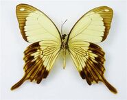 485 African Swallowtail