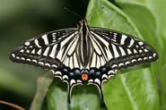 274 Asian Swallowtail