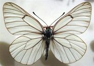 351 Black-veined White