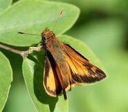 453 Male Zabulon Skipper