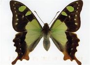 319 Macleay's Swallowtail