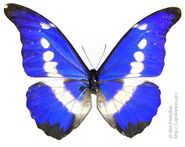 337 Sickle-Winged Morpho