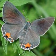 433 Chinese Hairstreak