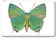 429 Cramer's Green Hairstreak