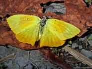 479 Male Tailed Sulphur