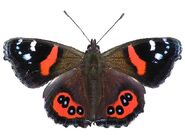 79 Red Admiral