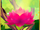 PollenFlower§PinkLevel05Idle.png