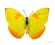 416 Male Orange-barred Sulphur