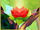 PollenFlower§RedLevel03Idle.png