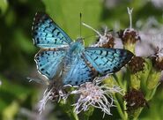 369 Male Blue Metalmark