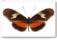 425 Mountain Longwing