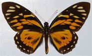 400 Zagreus Swallowtail