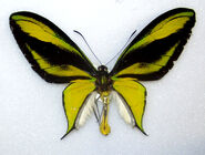 101 Southern Tailed Birdwing