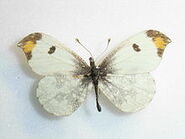 445 Orange Tip (Asia)