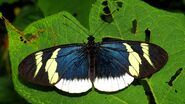 166 White-edged Longwing