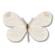 1 Wood White