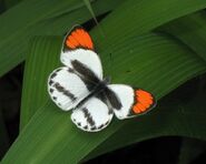 116 Smokey Orange Tip