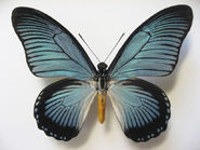 31 Giant Blue Swallowtail