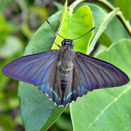 184 Cramer's Paradise Skipper