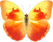 219 Orange-washed Sulphur