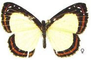 344 Aenetus Metalmark