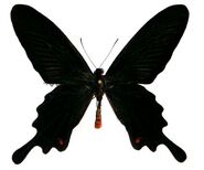 142 Black Swallowtail