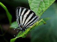 257 Great Stripestreak