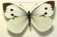 352 Large White