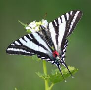 110 Kite Swallowtail