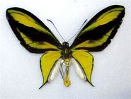 387 Paradise Birdwing