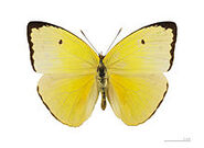 2 Pale Sulphur