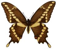 427 Giant Swallowtail