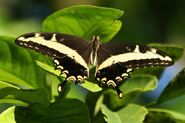 109 Bahamian Swallowtail