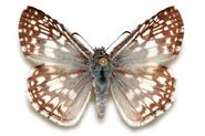 128 Tropical Checkered Skipper