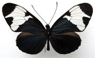 390 Sapho Longwing